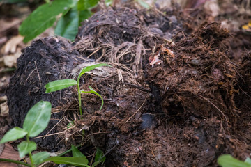 Elephant old defecate background