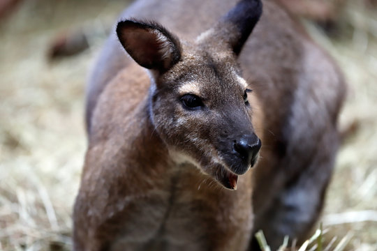 Portrait of australian kangaroo