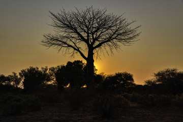 Plakat Sunset behind Baobab tree