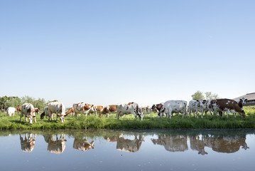 Fototapeta premium red and white cows under blue sky in green grassy meadow reflected in water of canal on sunny spring day in the netherlands near Leerdam