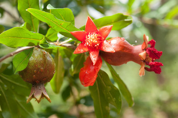 Pomegranate  with leaves ripening  on the tree