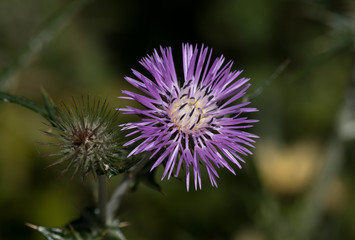 Thistle