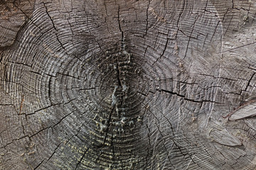 Fototapeta premium tree trunk 3 