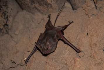 Common small vampire bat at sands cave
