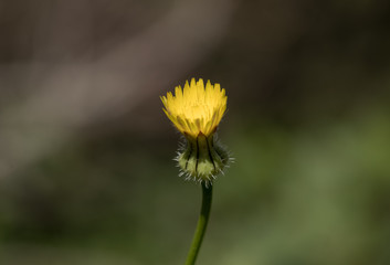 Dandelion
