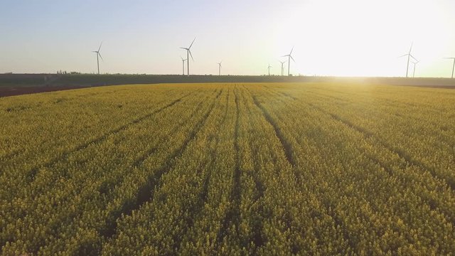 Wind-Powered Electrical Generators at Rapeseed Field. Aerial view