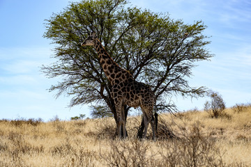 Giraff