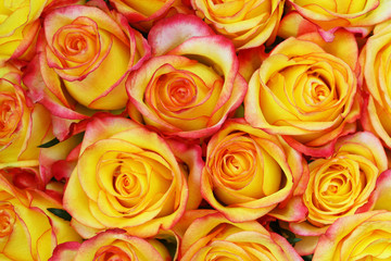Background made of yellow and red roses
