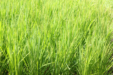 rice grass