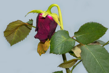 Verwelkte Rose