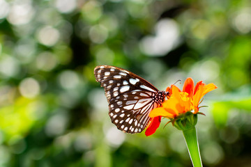 butterfly hanging on flower