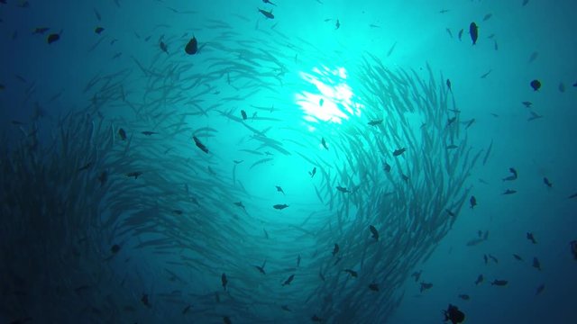Barracuda fish school underwater footage