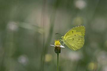 The Common Grass Yellow butterfly sucking nectar from yellow flowers .