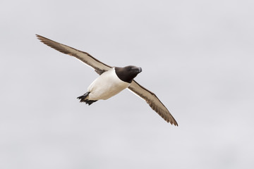 Razorbill (Alca torda) flying against sky, Great Saltee, Saltee Island, Ireland.