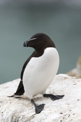 Razorbill (Alca torda) adult, standing on coastal cliff, Great Saltee, Saltee Island, Ireland.