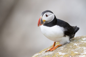 Atlantic Puffin (Fratercula arctica) adult, standing on rock of coastal cliff, Great Saltee, Saltee Island, Ireland.