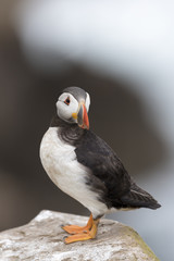 Atlantic Puffin (Fratercula arctica) adult, standing on rock of coastal cliff, Great Saltee, Saltee Island, Ireland.