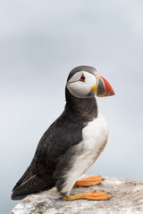 Atlantic Puffin (Fratercula arctica) standing on rock of coastal cliff, Great Saltee, Saltee Island, Ireland.