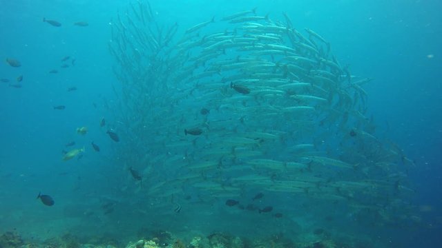 Barracuda fish school underwater footage