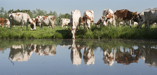 red and white cows under blue sky in green grassy meadow reflected in water of canal on sunny spring day in the netherlands near Leerdam