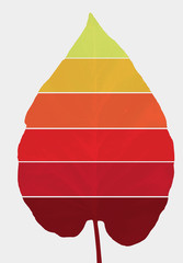 colorful leaves. climate change concept