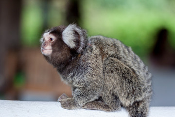 Marmoset, Small monkey.