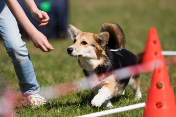 dog in agility competition