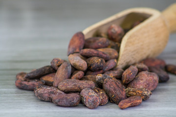 fèves de cacao