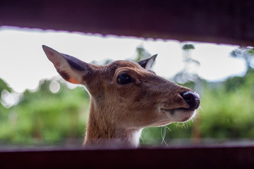 Fototapeta premium Close up the eyes of a deer