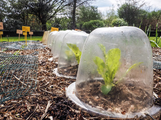 Row of small lettuce plants growing in DIY plastic containers serving as mini greenhouses