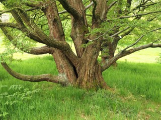 Obraz premium Antarctic southern beech tree trunk and branches