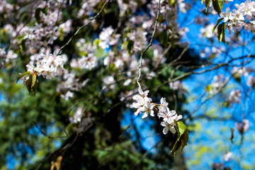 Beautiful cherry blossom sakura in spring time over blue sky