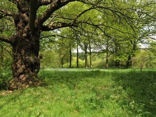 Shady old tree in a wood at the Yorkshire Arboretum near Castle Howard, England