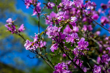 blooming violet rhododendron