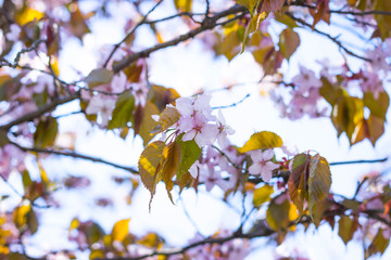 Beautiful cherry blossom sakura in spring time over blue sky