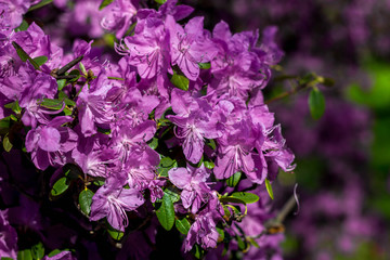 Purple rhododendron in garden