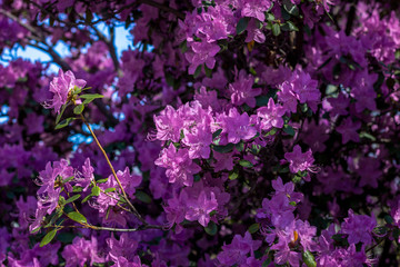 Purple rhododendron in garden