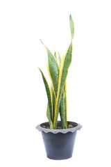Sansevieria trifasciata in plastic pot isolated on white background. With clipping path