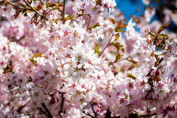 Beautiful cherry blossom sakura in spring time over blue sky