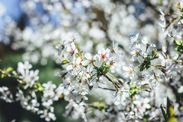 Beautiful cherry blossom sakura in spring time