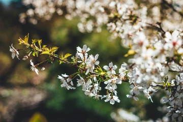 Beautiful cherry blossom sakura in spring time