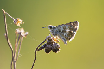 SMALL BUTTERFLY ALONE