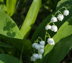 Wall murals Lily of the valley Sunlit flower of the lily of the valley. Selective focus.