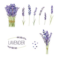 Set of lavender flowers elements. Collection of lavender flowers on a white background. © Nadzin