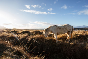  Icelandic horses in icelandic landscape. Autumn.
