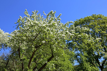 Colorful flowering tree with beautiful white flowers on branches
