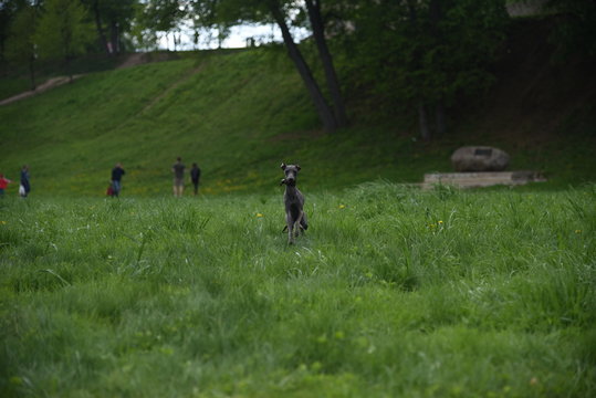 Dog (piccolo levriero italiano)