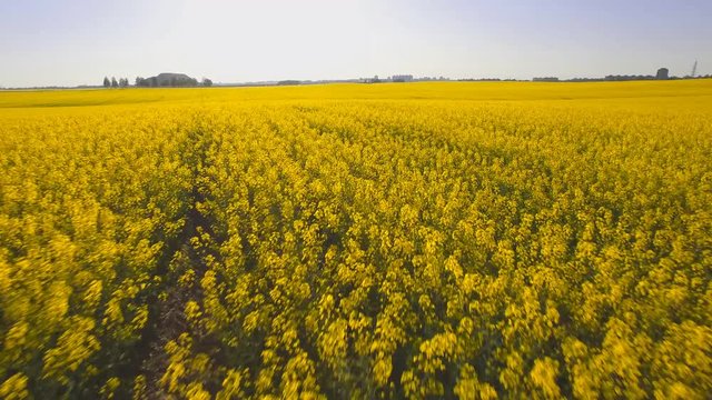 Aerial footage from drone - Yellow agriculture rapeseed field and clean sky. Relax view with clean blue sky. Spring blooming mood. The fly low near blossoming rape by horizon. 
