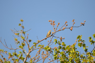 Pipit des arbres (Anthus trivialis)
