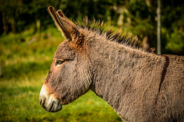 Fototapeta premium Donkey